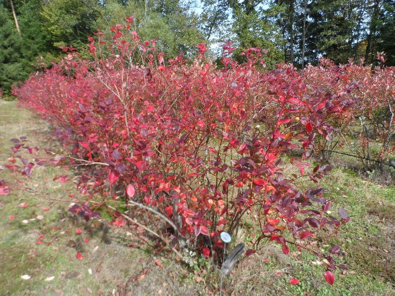 Certains pieds sont nettement rouges