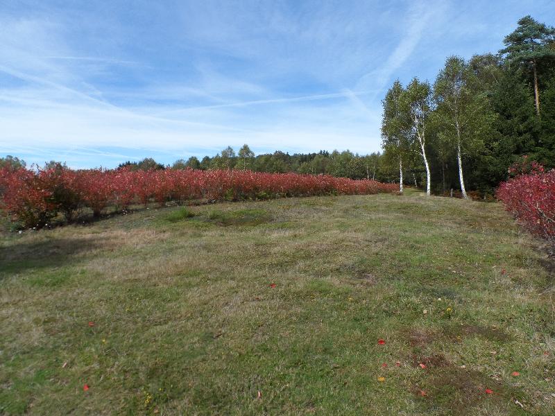 Les arbres sont moins pressés à changer de couleur