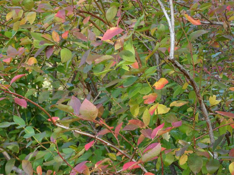 Les feuilles les unes après les autres changent de couleurs