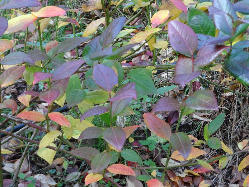 Quelles variétés de couleurs