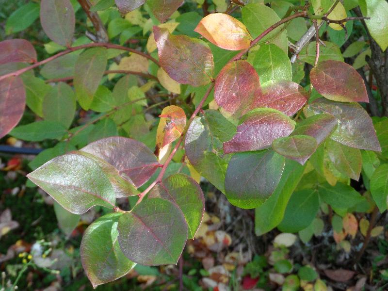 Début de rougeoiement