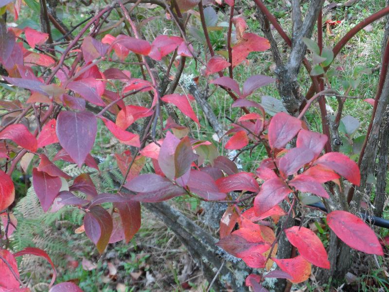 Les feuilles sont de plus en plus rouges
