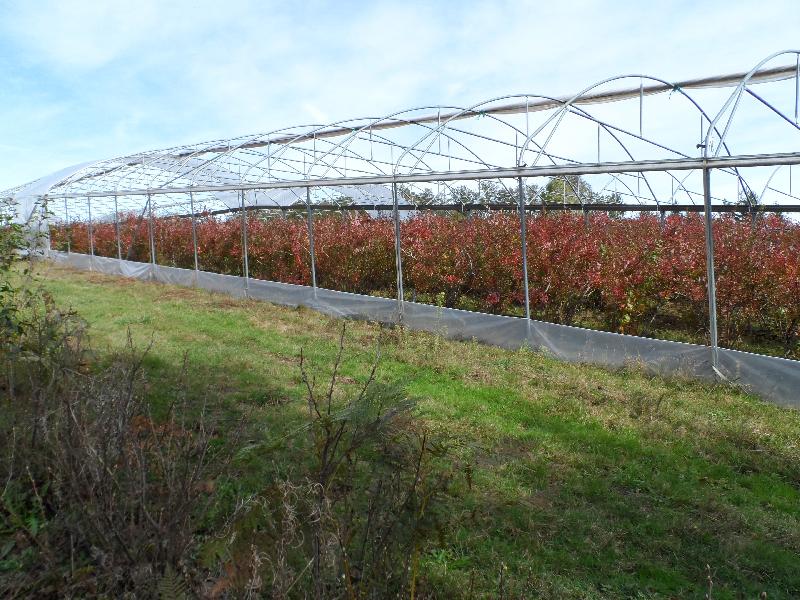 La serre est débâchée, les feuilles virent au rouge