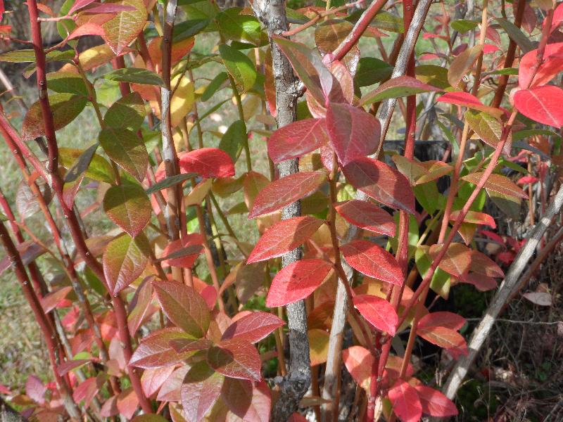 Certains pieds sont plus orangés