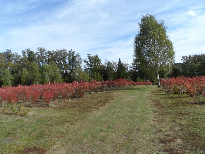 Tout le verger est rouge