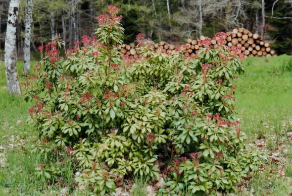 Pieris au feuillage flammescent