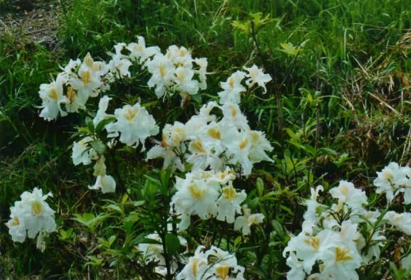 Rhododendron blanc