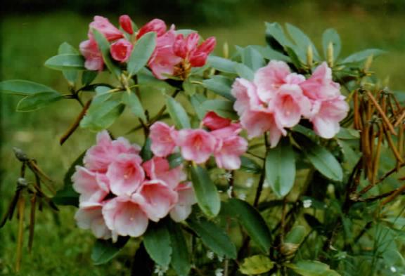 Rhododendron rose