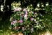 Rhododendron ombragé