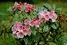 Rhododendron rose