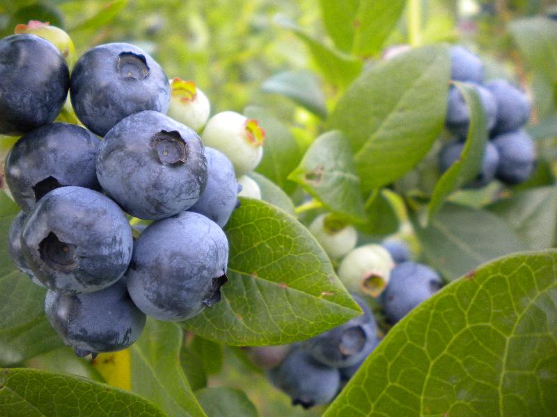 Des bouquets de myrtilles