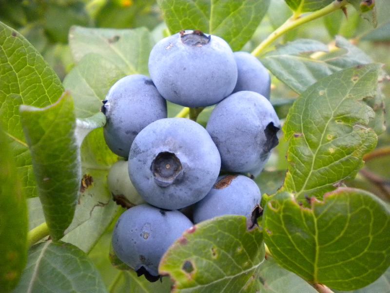 Un bouquet de myrtilles