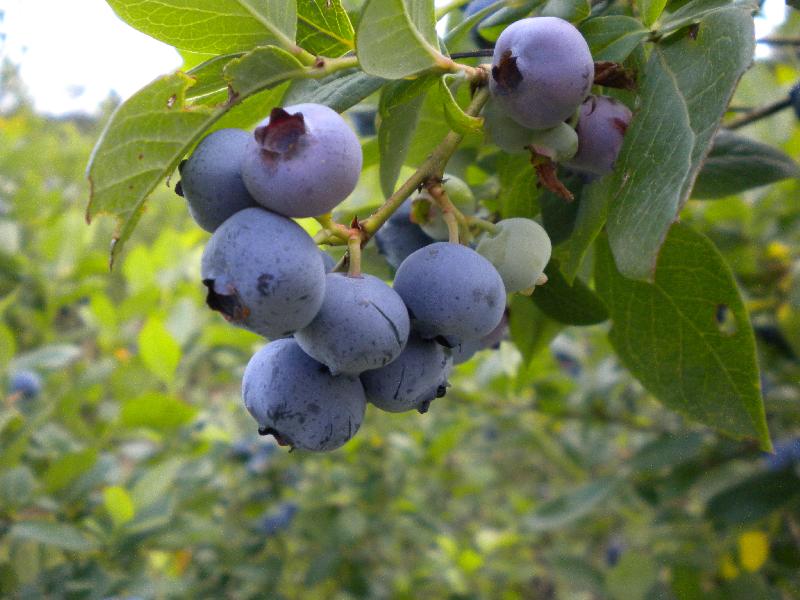 Myrtilles prêtes à cueillir