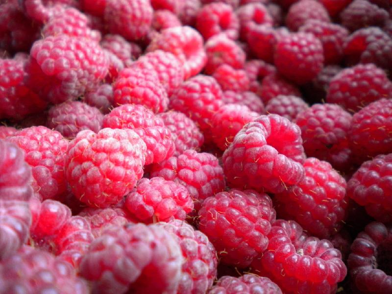 Framboises à déguster