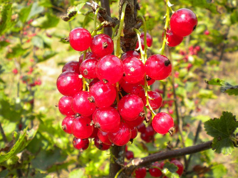 Grappe de groseilles