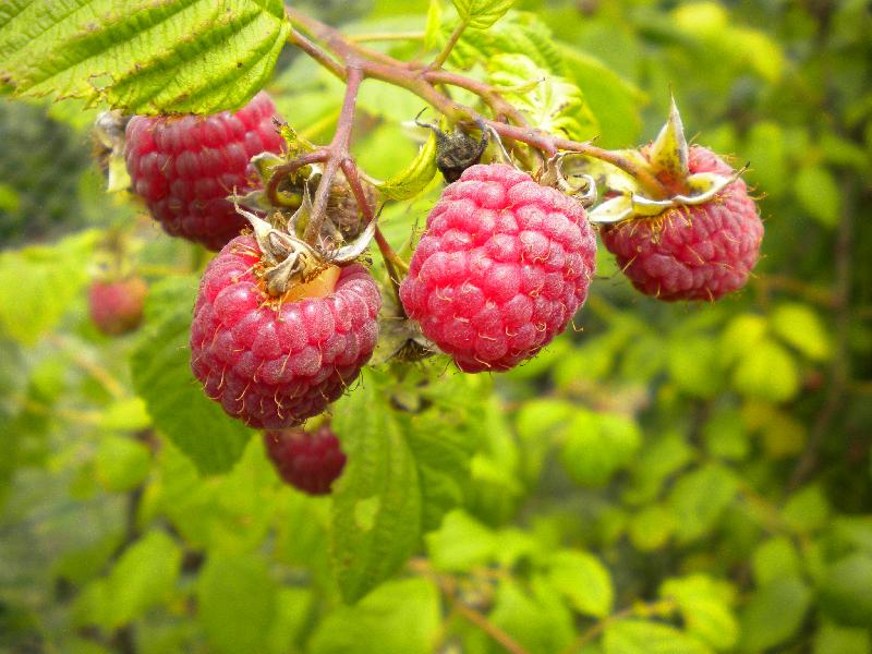 Framboises