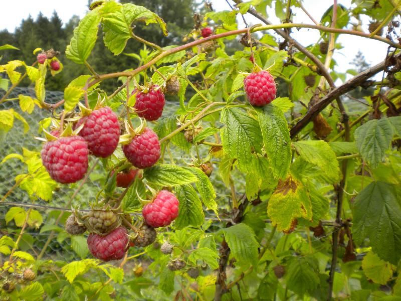 Framboises prêtes à cueillir