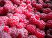 Framboises à déguster
