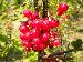 Grappe de groseilles