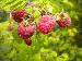 Framboises