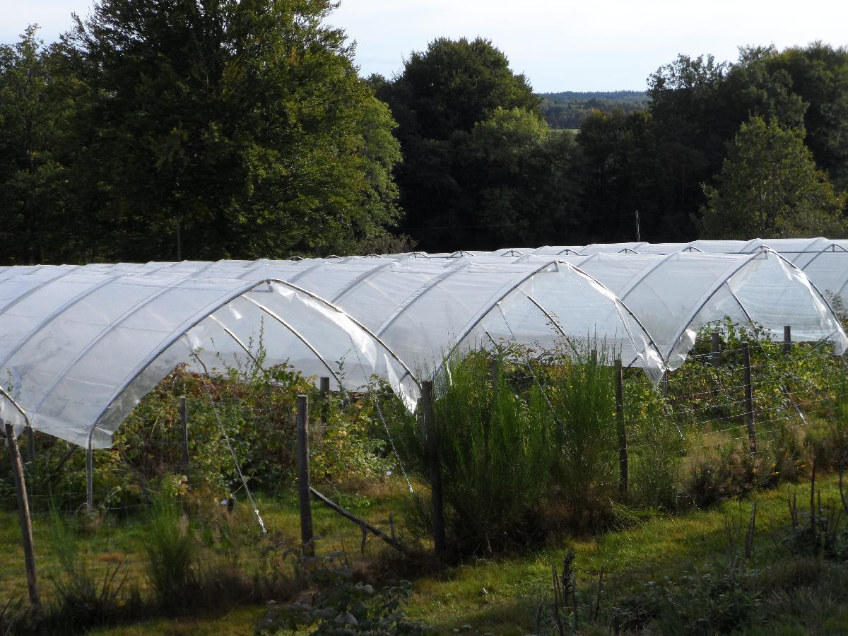 Tunnels à framboises