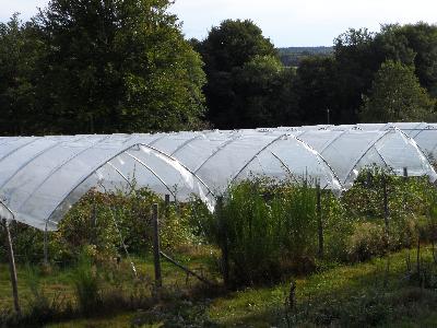 Tunnels à framboises