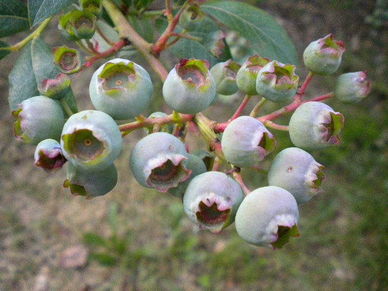 Les myrtilles sont formées