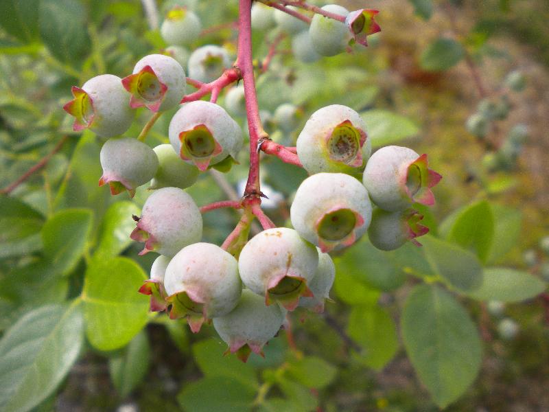 Ces Myrtilles sont prometteuses