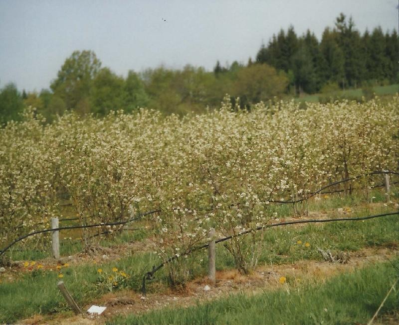 Les myrtilliers en fleurs : une belle saison