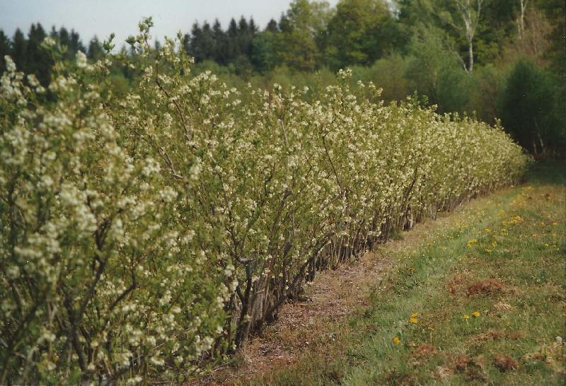 Un rang de myrtilliers en fleur