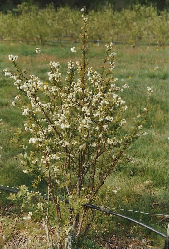 Le printemps, c'est magnifique