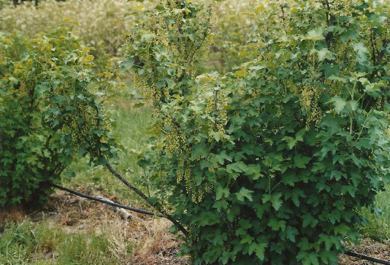 Groseilles en fleurs